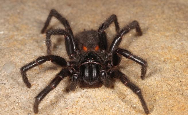Най-смъртоносният паяк в света може да убие дете за 5 минути