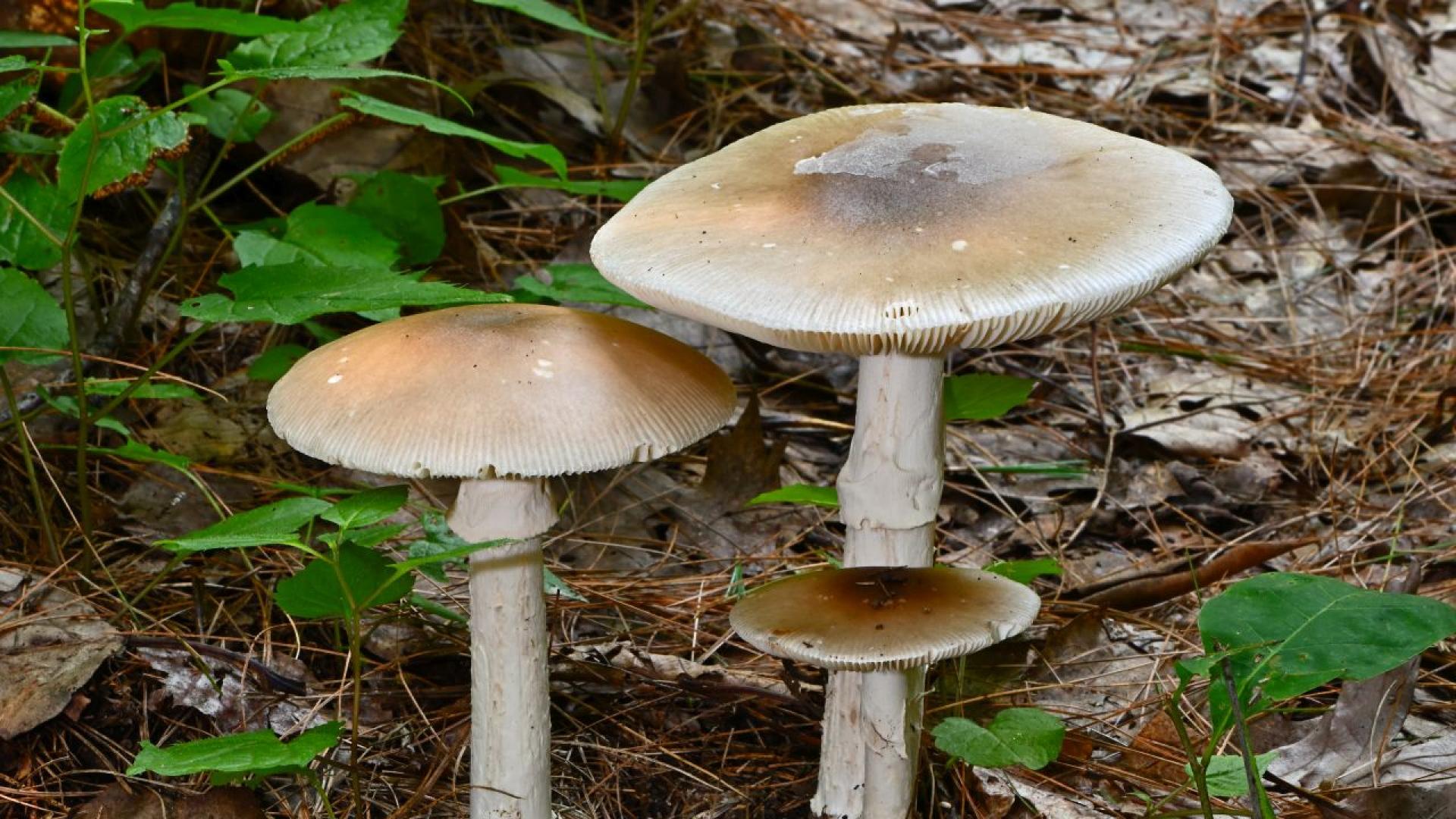 Австралийка обвинена в убийството на трима роднини на своя отчужден