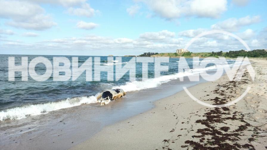Морето изхвърли тялото на мъртва крава край Черноморец