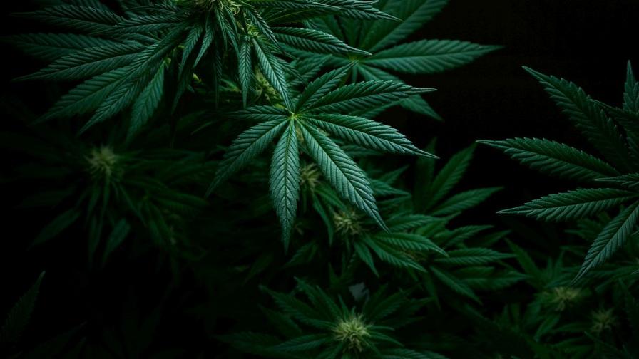 Откриха над 250 конопени растения и 38 кг марихуана във Великотърновско, има задържани