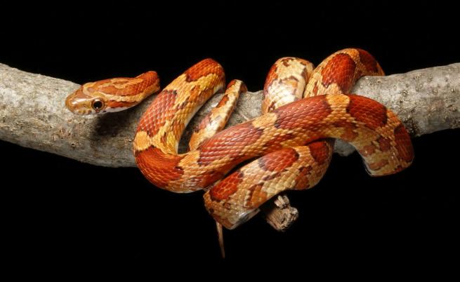 Генно модифицирани змии разкриват тайните на перфектните шестоъгълни люспи