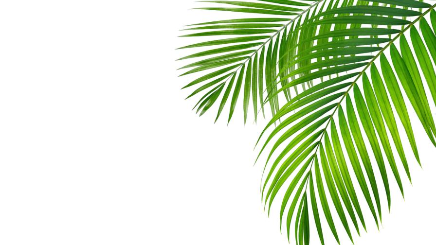 <p>Изумително: Учени откриха палма, която цъфти под земята</p>