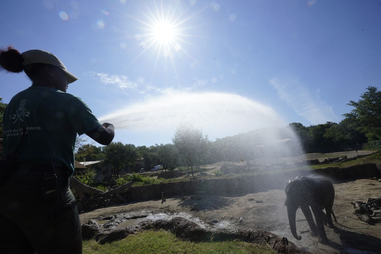 <p>Зоологът Крис Маршал използва водно оръдие, за да помогне на слон да се охлади от жегата в зоопарка на Далас в Далас, петък, 30 юни 2023 г.</p>