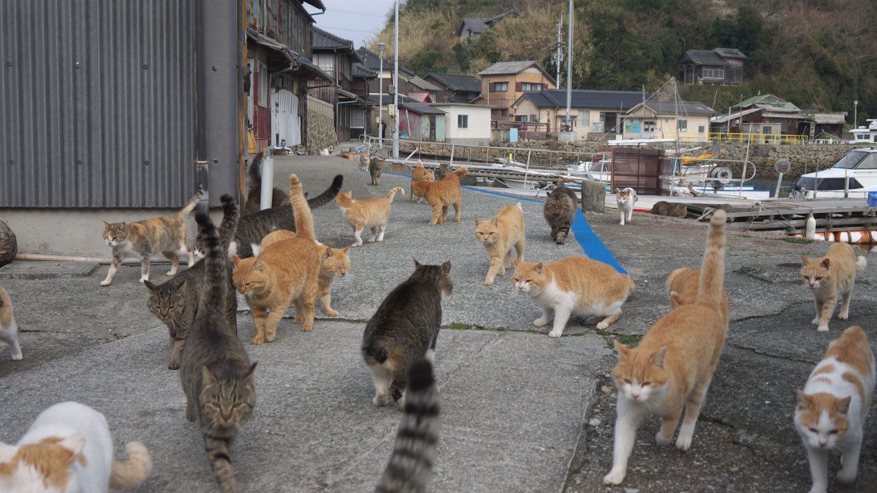 <p><strong>Островът Аошима, Япония</strong></p>

<p>Известен още като Острова на котките, остров Аошима е дом на едва 100 души и хиляди котки. Първоначално котките се качвали в рибарските лодки, за да убиват плъховете, но след това&nbsp;те останали да обитават&nbsp;острова.</p>