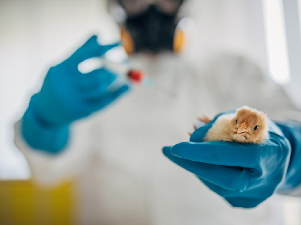 Щамът H5N2 на птичия грип се разпространява само сред птиците