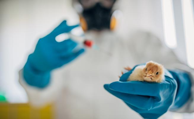 Експерт: Съобщението на СЗО за смъртен случай от птичи грип на човек е обезпокоително