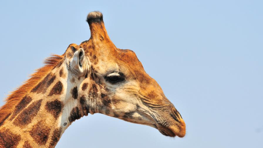 Археолози откриха кост на жираф на възраст 7,5 милиона години