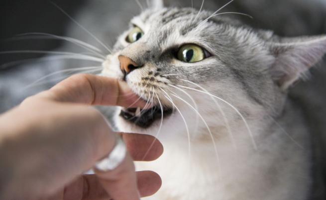 След ухапване от бездомна котка: Мъж се заразил с неизвестна досега бактерия