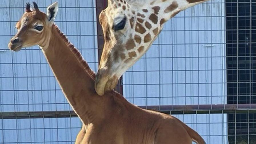 Бебе жираф без петна се роди в зоологическата градина в Тенеси