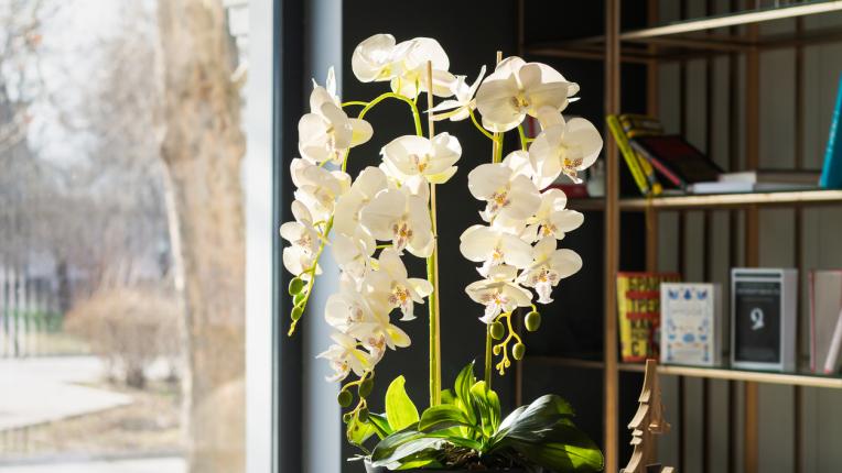 Къде да сложим орхидея у дома, за да привлечем щастието