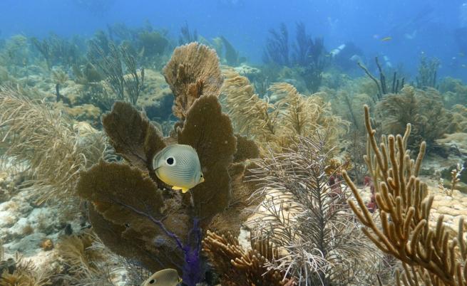 Морските гъби: Живи ДНК-банки на подводната среда