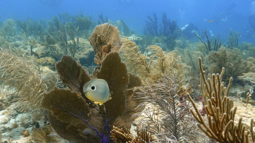 Морските гъби: Живи ДНК-банки на подводната среда