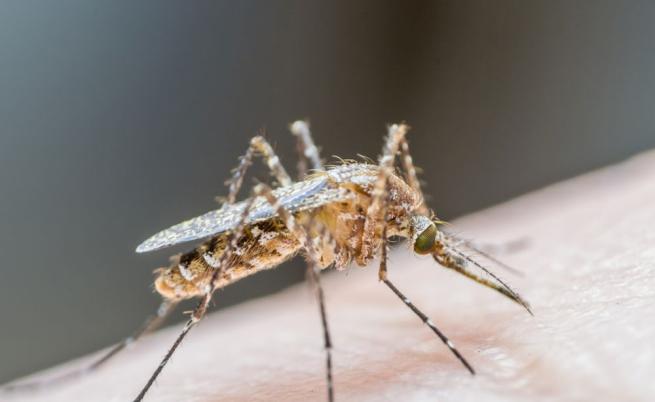 СЗО: Десетократно увеличение на случаите на треската денга