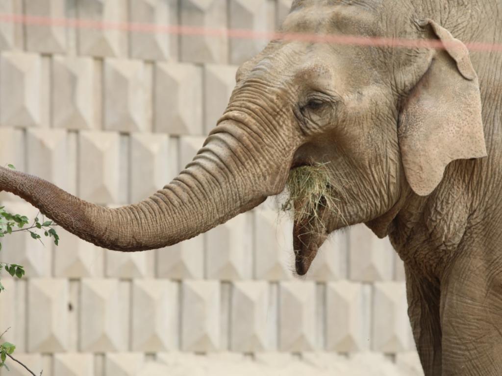 Зоологическа градина в София успешно модернизира пространството си за слонове