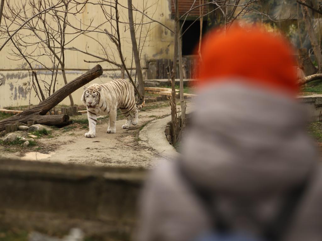 Фалшива страница на Софийската зоологическа градина се появи във Facebook с