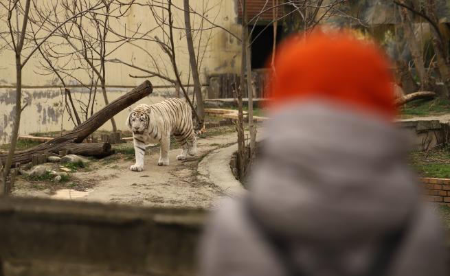 Фалшива Facebook страница на столичния зоопарк разпространява невярна информация