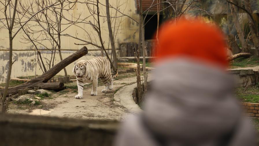 Фалшива Facebook страница на столичния зоопарк разпространява невярна информация