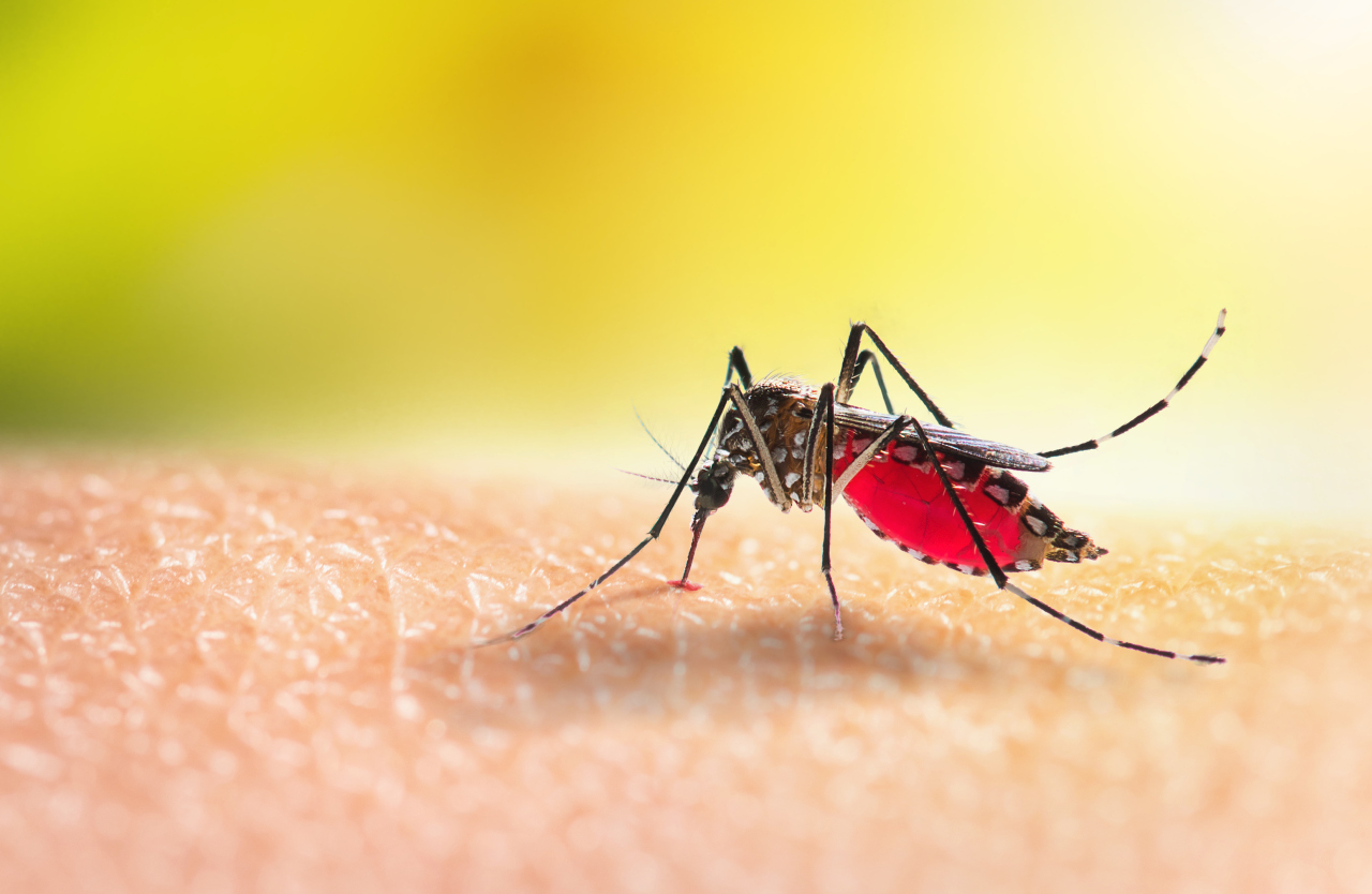 <p><strong>Комар (род Anopheles)</strong>- Титлата на най-смъртоносното насекомо в света се пада на комара - което вероятно не е изненада. Той може да е малко животно, но има гигантско въздействие. Не само че комарите са причина за повече смъртни случаи сред хората годишно, отколкото всяко друго животно. Смъртоносни са обаче не самите комари, а паразитите, бактериите и вирусите, които те пренасят и предават чрез ухапването си. Комарите като цяло пренасят множество смъртоносни болести - от жълта треска до треска денга, но с най-много смъртни случаи е маларията, която се предава само от женските от рода Anopheles. Маларията, заболяване, причинено от едноклетъчен паразит, който се пренася по кръвен път, е отнела живота на около 619 000 души през 2021 г.</p>