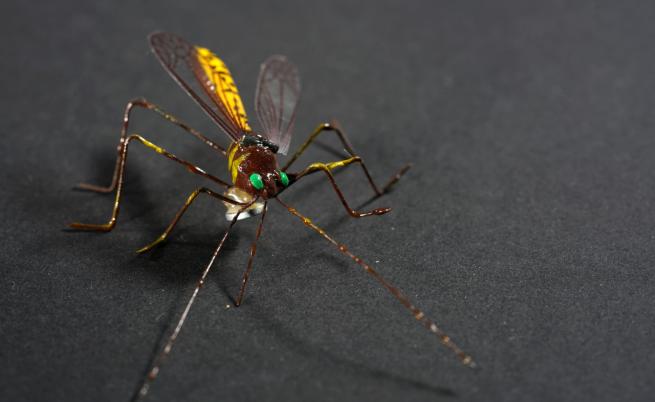 Малки, но смъртоносни! Най-опасните за хората насекоми в света