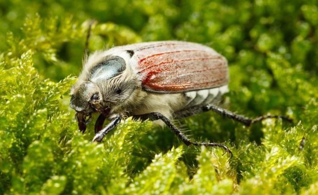 Спешно предупреждение: Откриха „месояден“ бръмбар в Обединеното кралство