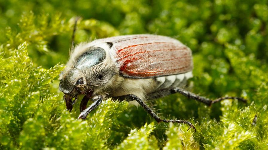 Спешно предупреждение: Откриха „месояден“ бръмбар в Обединеното кралство
