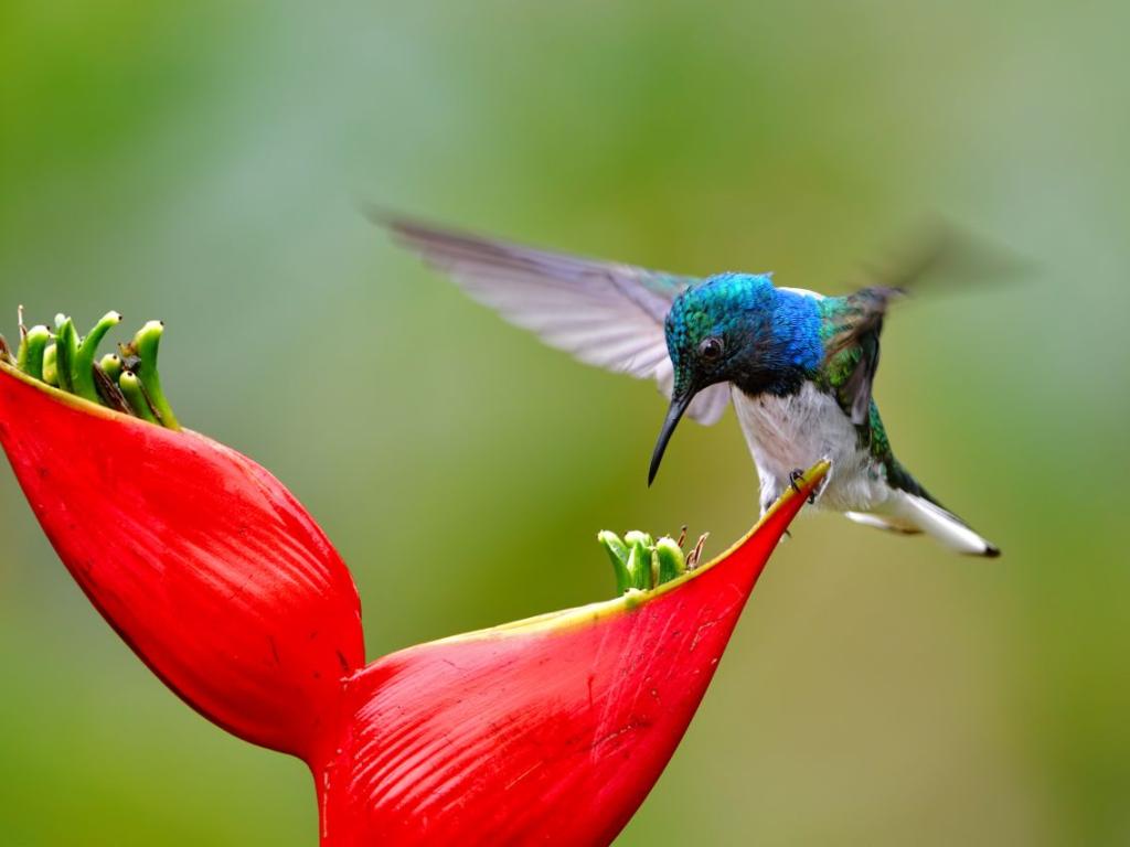 Проучване разкри че птиците възприемат по ограничено цветово разнообразие при червените