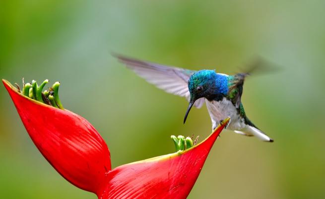 Различно червено: Как птиците възприемат цветовете?
