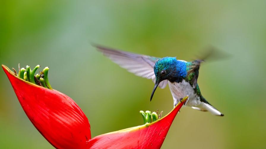 Различно червено: Как птиците възприемат цветовете?