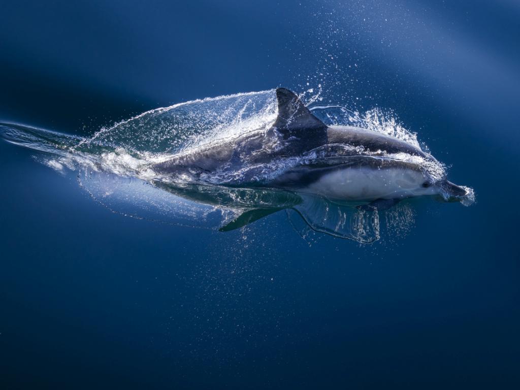 Русия е преместила уникалните си бойни делфини по-близо до фронтовата