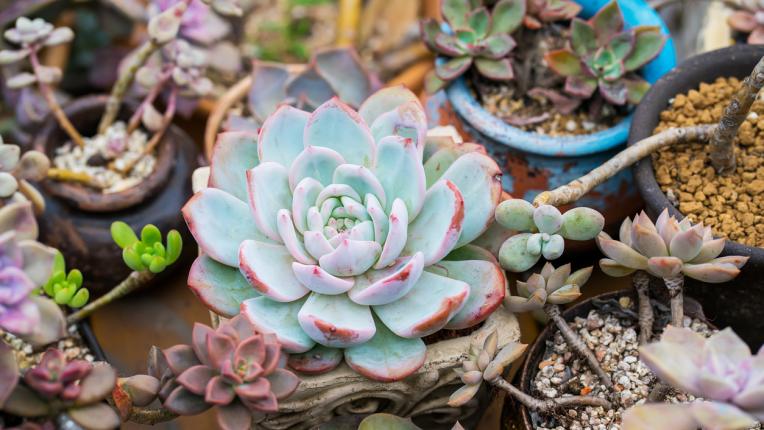  Тези растения ни пазят от радиацията на електронните устройства 