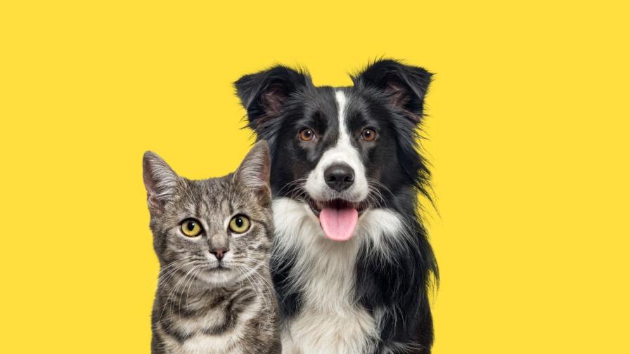 Ново проучване разкрива разлики в грижите на хората към кучетата и котките
