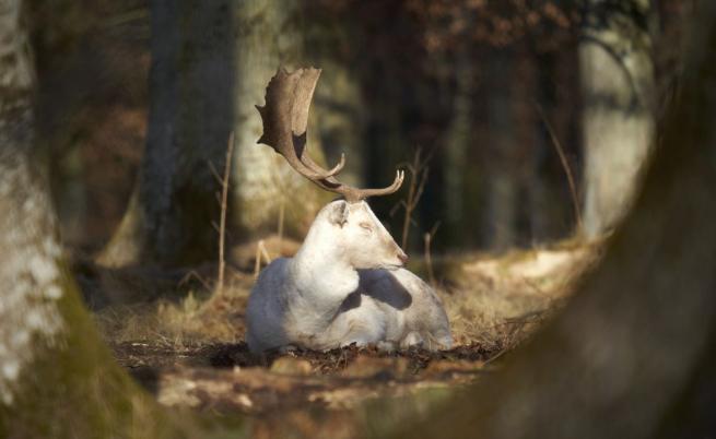 „Призракът на гората“: Заснеха рядко срещан елен албинос в Тенеси