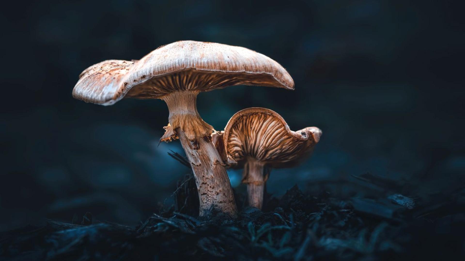 Австралийка обвинена в убийството на роднини с говеждо месо Уелингтън