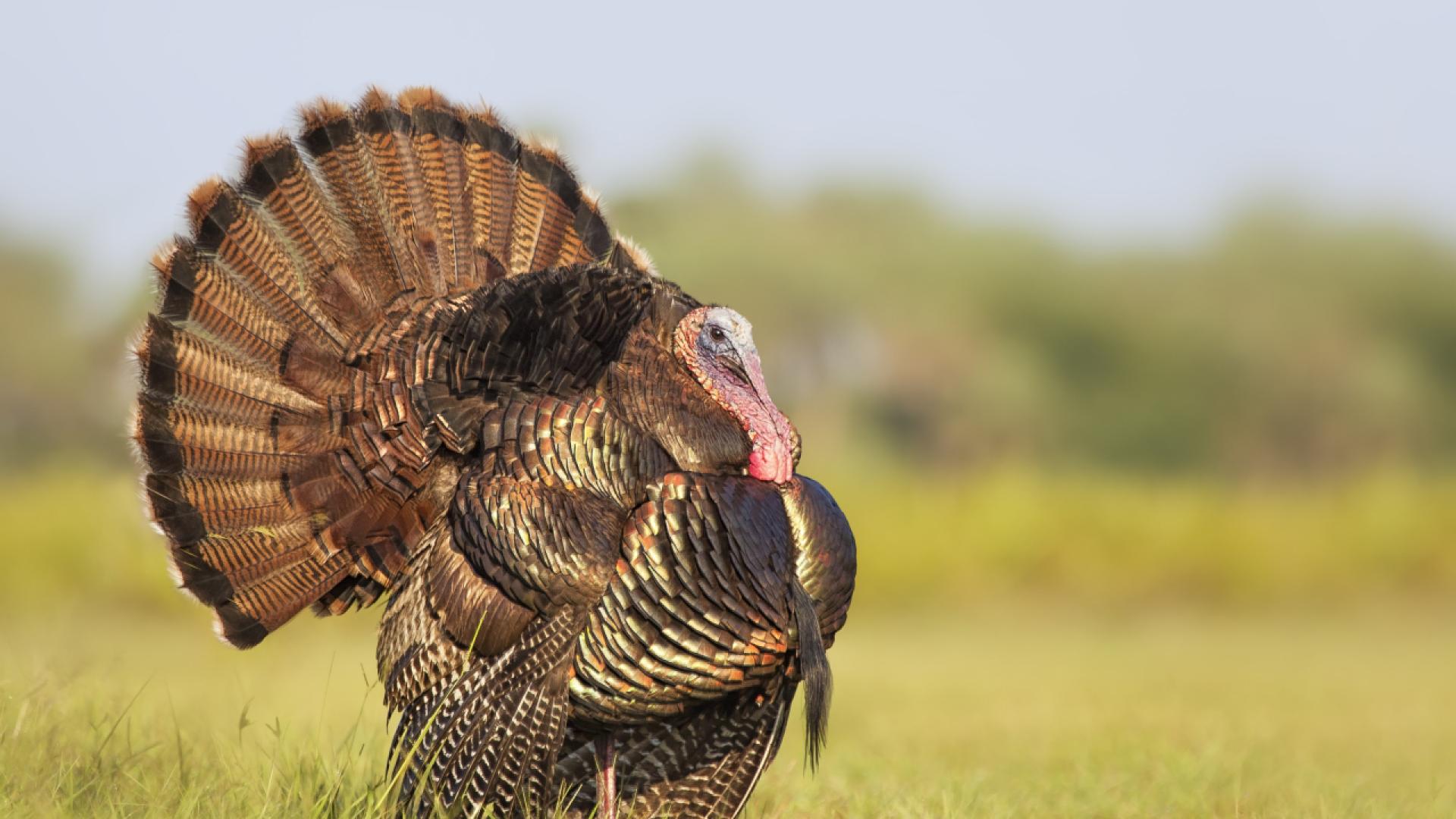 Жител на Ню Йорк стана популярен след като кадри от