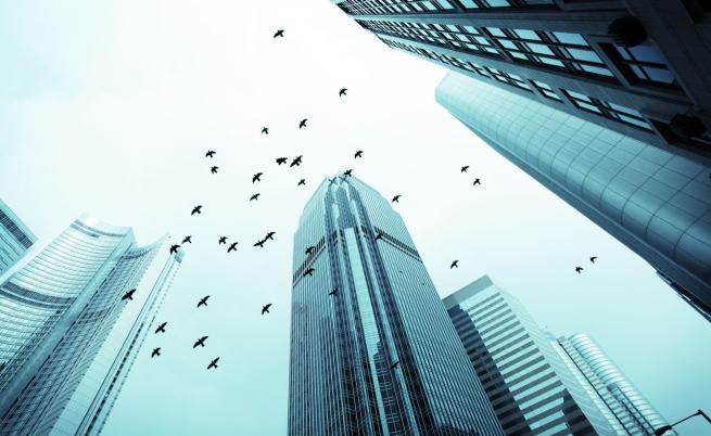 1000 птици загинаха, блъскайки се в ярко осветена сграда в Чикаго