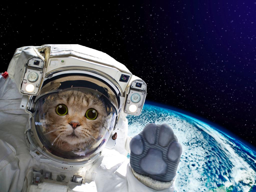 НАСА засне видео с котка както правят много почитатели на