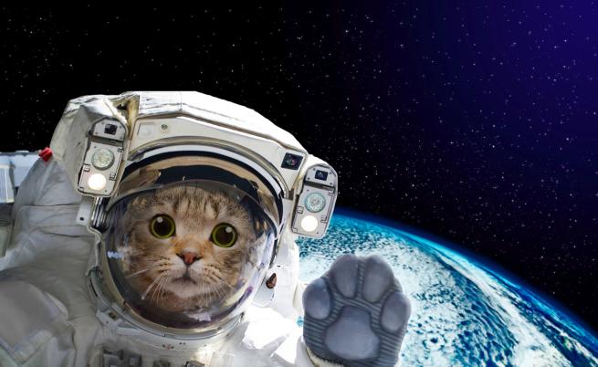 НАСА излъчи видео с котка от далечния Космос