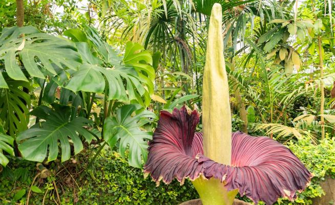 Цветето труп: Това е едно от най-големите и най-вонящи растения на планетата