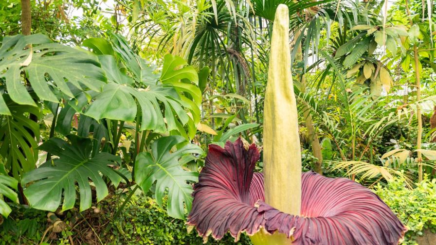 Учени заснеха как растение "разговаря" със свой съсед (ВИДЕО)