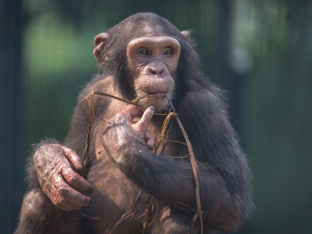 Проучване разкрива, че дребните шимпанзета от вида бонобо имат най-дългата