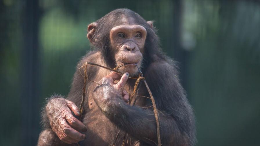 Шимпанзетата бонобо - животните с най-дългата памет в животинския свят