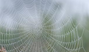 Най-голямата паяжина в света може да хване кит