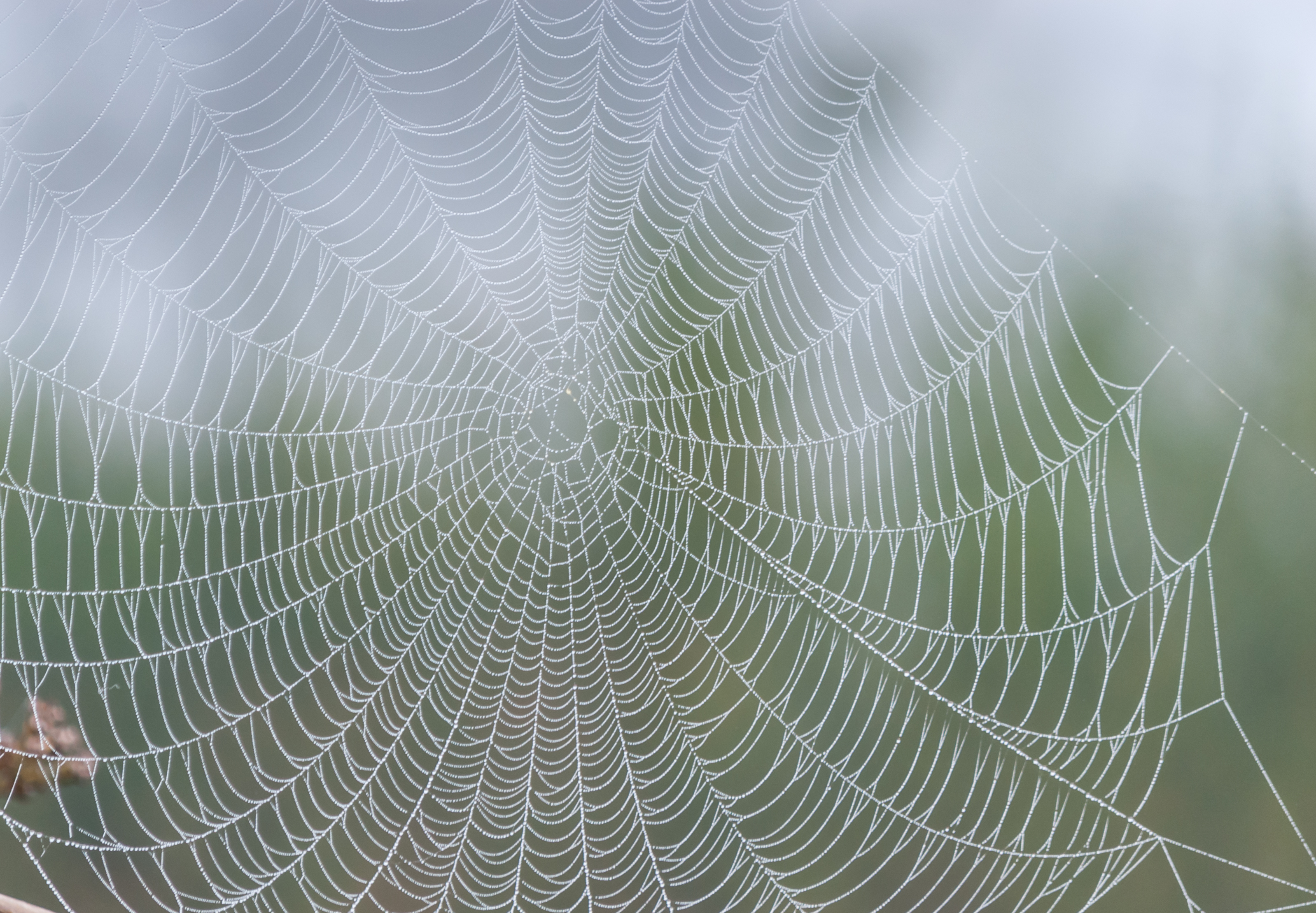 Най-голямата паяжина в света може да хване кит