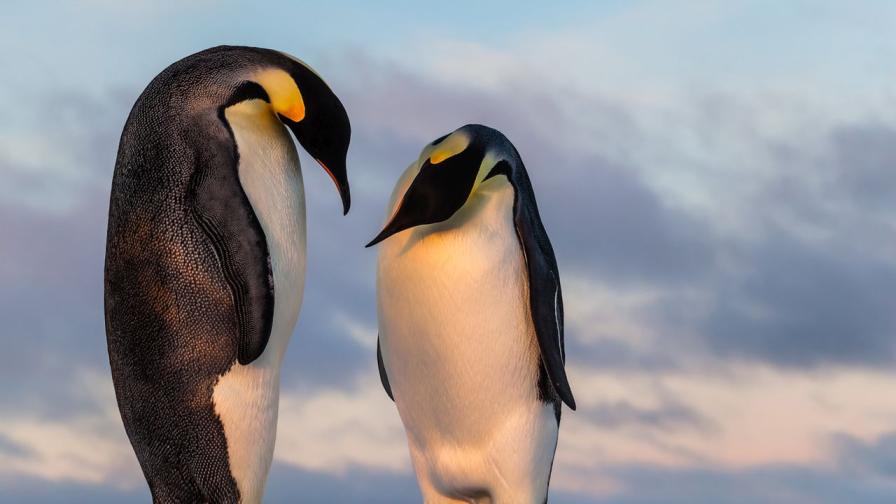 Сателит откри четири нови колонии императорски пингвини