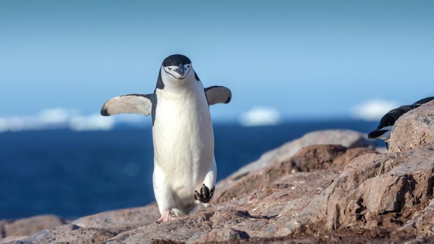 <p>Пингвинче забави излитането на самолет (СНИМКИ)</p>