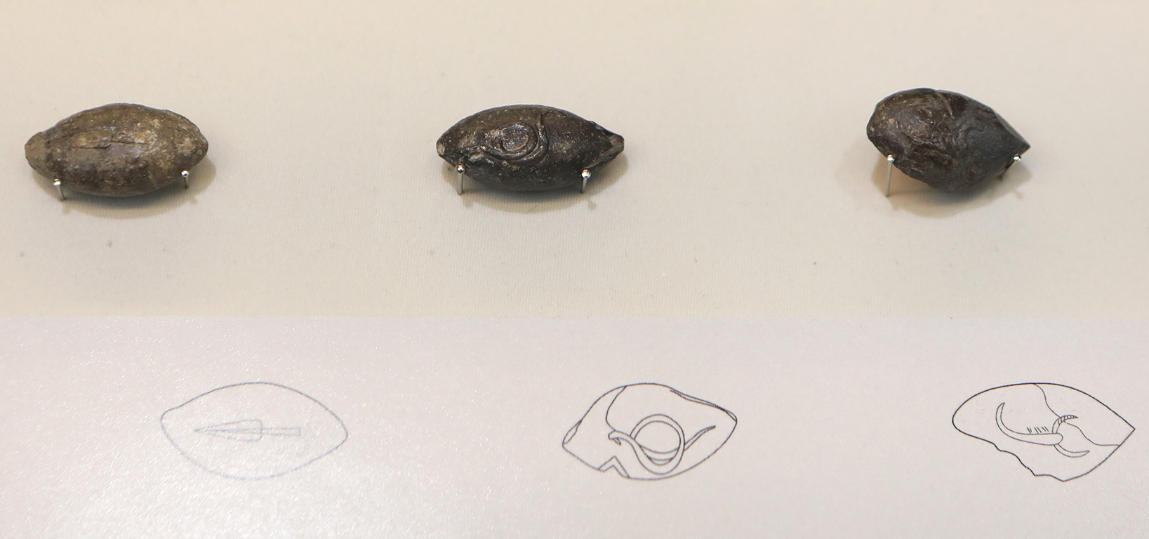 <p>Проучванията се осъществиха с финансовата подкрепа на Министерство на културата, Националния исторически музей, средства от програма &bdquo;Култура&ldquo; на Столична община и местните общини, както и благодарение на частни спомоществователи.</p>