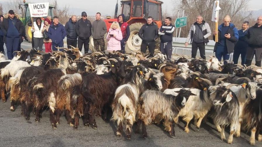 <p>Протестите продължават: Фермери&nbsp;изкараха стадо кози на АМ &quot;Струма&quot;</p>