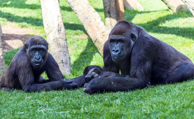 Шимпанзетата и горилите имат чувство за хумор