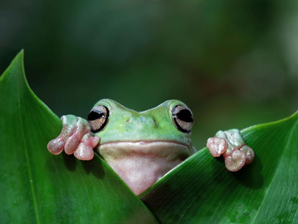 Учените откриха че някои жаби крещят с глас който раздира