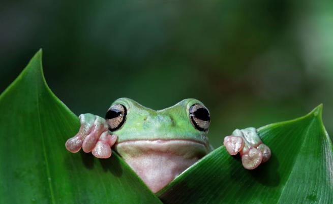 С размер на грахово зърно: Открита е най-малката жаба в света